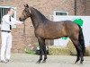 stallion Turfhorst Landlord (Nederlands Welsh Ridepony, 2013, from Valerio)