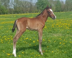 jumper Ajay (Arab half breed / Partbred, 2019, from Coronino)