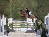 jumper Alister 5 (Westphalian, 2017, from A La Carte NRW)