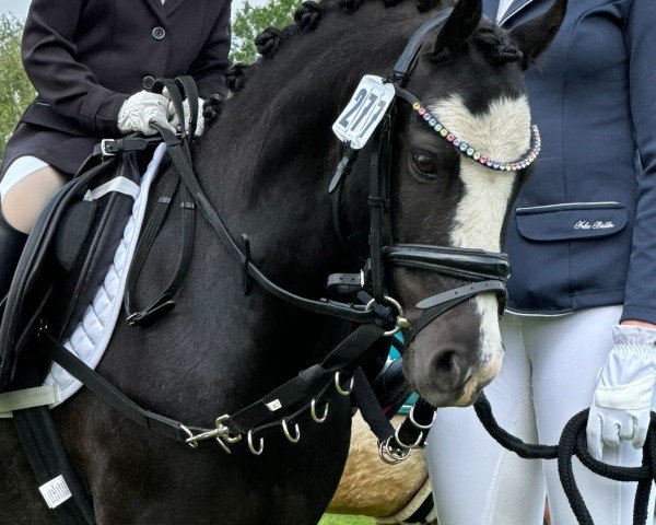 broodmare Socke (Württemberger, 1961, from Sakko)