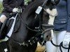 broodmare Socke (Württemberger, 1961, from Sakko)