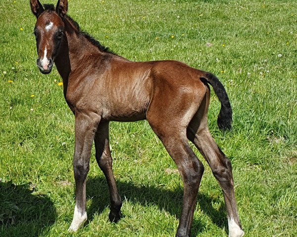 jumper Alibaba (Arab half breed / Partbred, 2020, from Coronino)