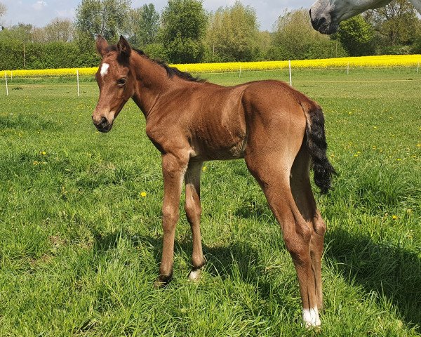 Springpferd Azara Athena (Deutsches Edelblutpferd, 2021, von All Music)