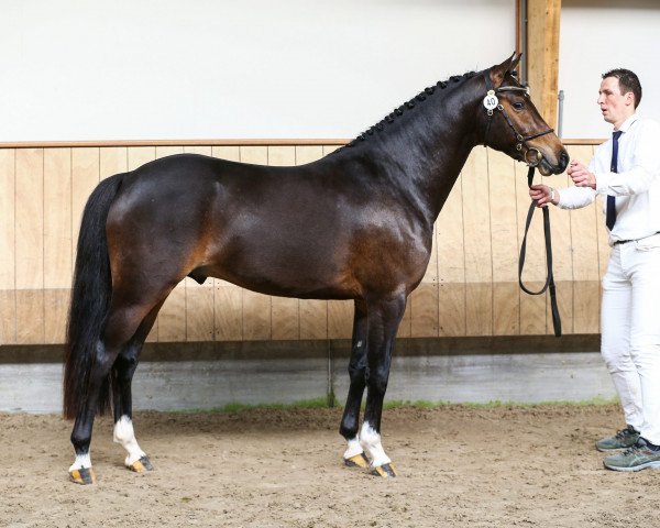 stallion Nieuwmoed's Milord (Nederlands Welsh Ridepony, 2017, from Turfhorst Landlord)