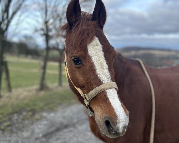 dressage horse Cassy (unknown, 1999)