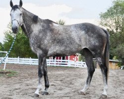 Springpferd Lila VW (Trakehner, 2008, von Silvermoon)