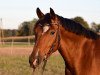 dressage horse Donnerschn³tchen (German Riding Pony, 2016, from Da Capo)