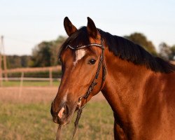 dressage horse Donnerschn³tchen (German Riding Pony, 2016, from Da Capo)