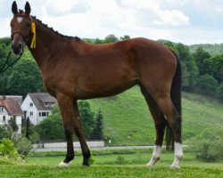 jumper Licki (Trakehner, 2013, from Laurel)