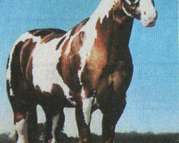 Deckhengst Skipa Star Jr. (Paint Horse, 1979, von Skipa Star)