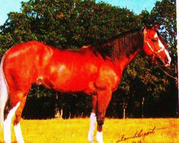 horse Sting N Starlight (Paint Horse, 1994, from Grays Starlight)