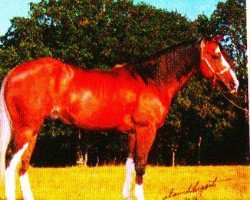 horse Sting N Starlight (Paint Horse, 1994, from Grays Starlight)