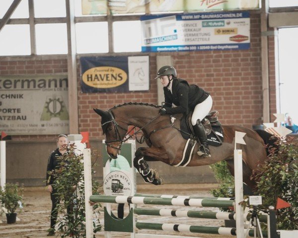 jumper Cantucky (Westphalian, 2014, from Castino 4)