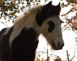 horse Eyes wide Open (Tinker / Irish Cob / Gypsy Vanner, 2018)