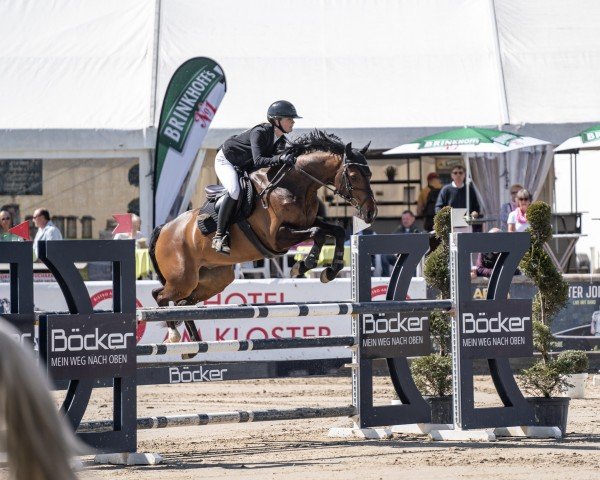 jumper Clif 5 (Westphalian, 2018, from Comme il Faut)