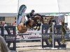 jumper Clif 5 (Westphalian, 2018, from Comme il Faut)