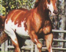 horse Dominant Feet (Paint Horse, 1992, from Mr. Norfleet)