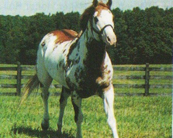 Pferd Magnum Fleet (Paint Horse, 1990, von Mr. Norfleet)