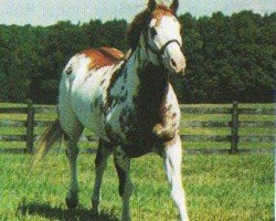 horse Magnum Fleet (Paint Horse, 1990, from Mr. Norfleet)