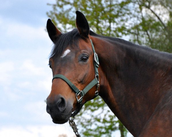 broodmare Lilly II (Trakehner, 2001, from Halbgott)