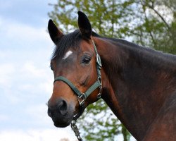 Zuchtstute Lilly II (Trakehner, 2001, von Halbgott)