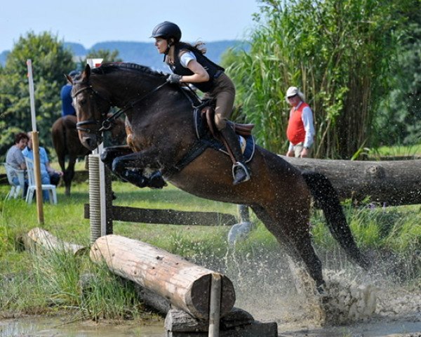 broodmare Bandar log D'Aucels Z (Zangersheide riding horse, 2010, from Bachus)