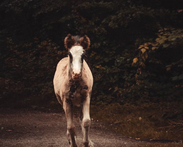 broodmare Maleficent's Mystery (Tinker / Irish Cob / Gypsy Vanner, 2020)