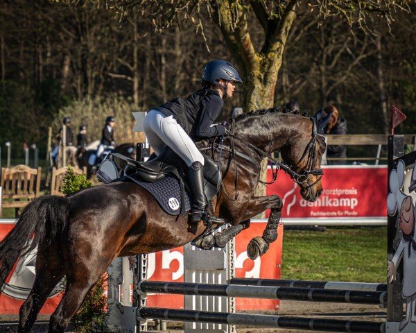 broodmare Maybe 104 (German Riding Pony, 2007, from Montreal)