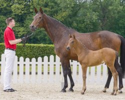 broodmare Catch me 17 (Bavarian, 2004, from Cosino B)