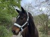 dressage horse Sandro da Silva (Hanoverian, 2006, from San Remo)
