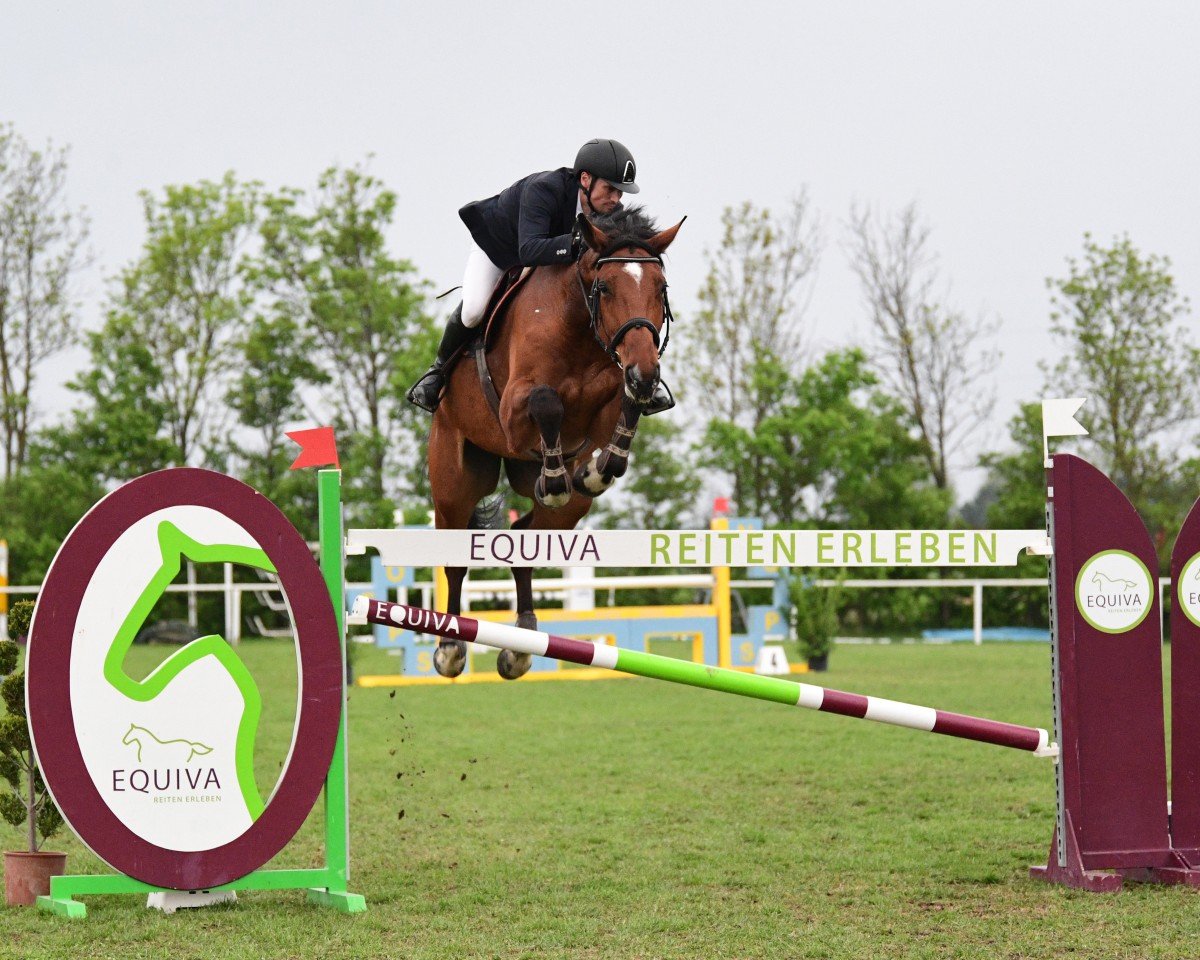 jumper Chaccolino (Hanoverian, 2013, from Chacco-Blue)