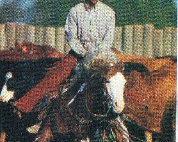 stallion Like A Diamond (Paint Horse, 1992, from Grays Starlight)