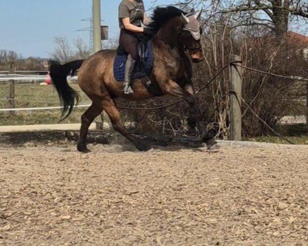 dressage horse Why not Whisky (Swedish Warmblood, 2009, from Wilton 11)