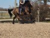 Dressurpferd Why not Whisky (Schwedisches Warmblut, 2009, von Wilton 11)