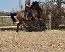 Dressurpferd Why not Whisky (Schwedisches Warmblut, 2009, von Wilton 11)