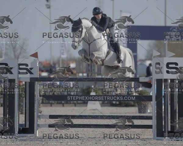 Springpferd Konstantino (KWPN (Niederländisches Warmblut), 2015)