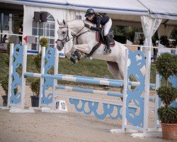 jumper Atlanta T (Oldenburg show jumper, 2014, from Acadius)