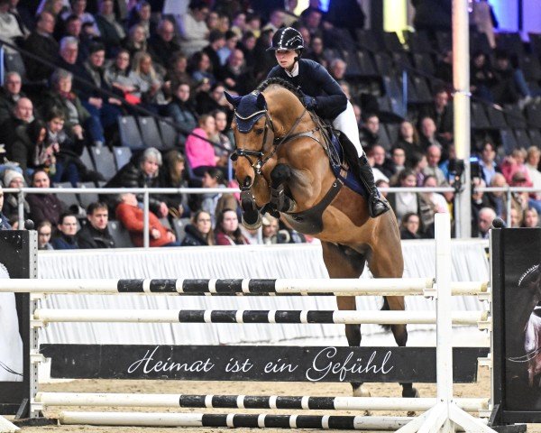 stallion Uncle Joe van't Meulenhof (Belgian Warmblood, 2020, from Libero H)