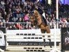 Deckhengst Uncle Joe van't Meulenhof (Belgisches Warmblut, 2020, von Libero H)