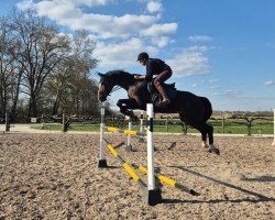 jumper Stoxx (Hanoverian, 2011, from Stolzenberg)