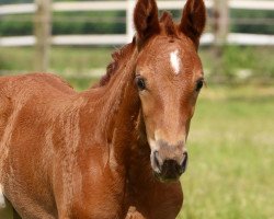 dressage horse Steverheides Evangeline (Westphalian, 2021, from Ellis NRW)