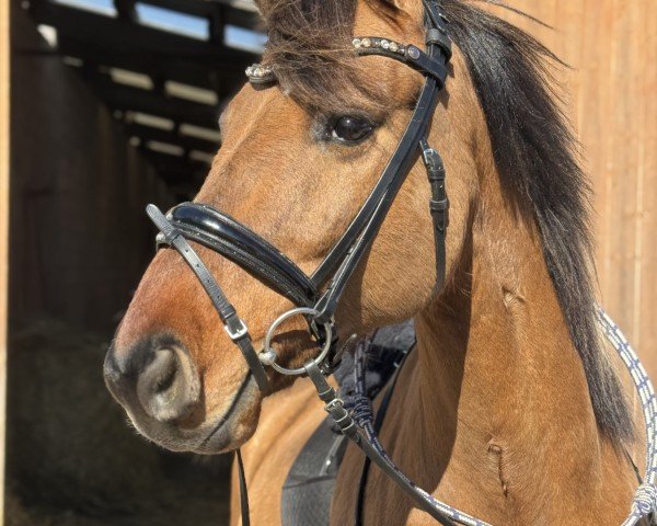 dressage horse Viktor der Außergewöhnliche (Westphalian, 2017, from Future Dream)