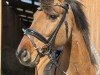 dressage horse Viktor der Außergewöhnliche (Westphalian, 2017, from Future Dream)