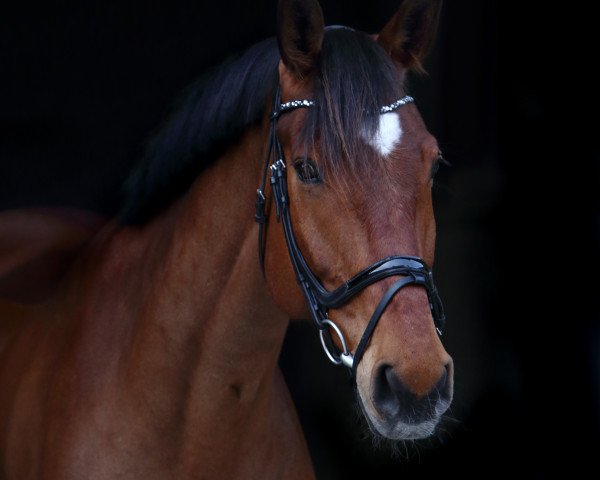 dressage horse Carlchen Deluxe (Royal Warmblood Studbook of the Netherlands (KWPN), 2011, from Cassini Gold)