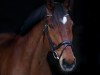 dressage horse Carlchen Deluxe (KWPN (Royal Dutch Sporthorse), 2011, from Cassini Gold)