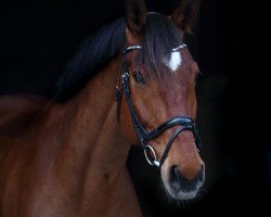 dressage horse Carlchen Deluxe (KWPN (Royal Dutch Sporthorse), 2011, from Cassini Gold)