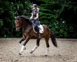 dressage horse Londontime's Look at me (Hanoverian, 2013, from Londontime)