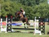 jumper Qwixx (Oldenburg show jumper, 2014, from FRH Quaid)