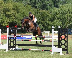 jumper Qwixx (Oldenburg show jumper, 2014, from FRH Quaid)