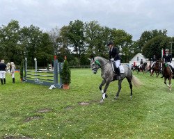 dressage horse Bilbo 51 (Hanoverian, 2016, from Bodyguard 49)